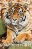 Golden panno,Needlework,Embroidery,DIY Animal Painting,Cross stitch,kits,14ct ferocious tiger Cross-stitch,Sets For Embroidery