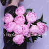 Hot Sale 20 Pcs Peony Flower Seeds Garden Seeds And Potted Plants Paeonia Suffruticosa Tree, Peony Root Seeds for Home Garden