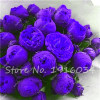 Hot Sale 20 Pcs Peony Flower Seeds Garden Seeds And Potted Plants Paeonia Suffruticosa Tree, Peony Root Seeds for Home Garden