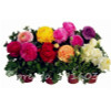 Hot Sale 20 Pcs Peony Flower Seeds Garden Seeds And Potted Plants Paeonia Suffruticosa Tree, Peony Root Seeds for Home Garden