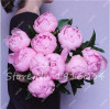 Hot Sale 20 Pcs Peony Flower Seeds Garden Seeds And Potted Plants Paeonia Suffruticosa Tree, Peony Root Seeds for Home Garden
