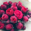 Hot Sale 20 Pcs Peony Flower Seeds Garden Seeds And Potted Plants Paeonia Suffruticosa Tree, Peony Root Seeds for Home Garden