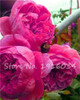 Hot Sale 20 Pcs Peony Flower Seeds Garden Seeds And Potted Plants Paeonia Suffruticosa Tree, Peony Root Seeds for Home Garden
