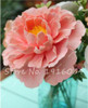 Hot Sale 20 Pcs Peony Flower Seeds Garden Seeds And Potted Plants Paeonia Suffruticosa Tree, Peony Root Seeds for Home Garden