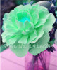 Hot Sale 20 Pcs Peony Flower Seeds Garden Seeds And Potted Plants Paeonia Suffruticosa Tree, Peony Root Seeds for Home Garden