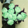 Hot Sale 20 Pcs Peony Flower Seeds Garden Seeds And Potted Plants Paeonia Suffruticosa Tree, Peony Root Seeds for Home Garden