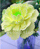Hot Sale 20 Pcs Peony Flower Seeds Garden Seeds And Potted Plants Paeonia Suffruticosa Tree, Peony Root Seeds for Home Garden