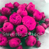 Hot Sale 20 Pcs Peony Flower Seeds Garden Seeds And Potted Plants Paeonia Suffruticosa Tree, Peony Root Seeds for Home Garden