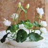 Hot Sale 10 Pcs/Pack Bowl lotus Seed Hydroponic Plants Aquatic Plants Flower Seeds Pot Lotus Water Lily Seeds Bonsai Garden