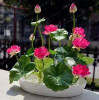 Hot Sale 10 Pcs/Pack Bowl lotus Seed Hydroponic Plants Aquatic Plants Flower Seeds Pot Lotus Water Lily Seeds Bonsai Garden