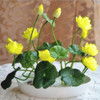 Hot Sale 10 Pcs/Pack Bowl lotus Seed Hydroponic Plants Aquatic Plants Flower Seeds Pot Lotus Water Lily Seeds Bonsai Garden