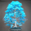 US Maple seed 50PCS rare powder blue mini bonsai seeds bonsai tree seeds Maple Seeds home garden plants