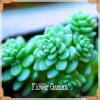 Hot Sale!10pcs/Lot 99 Kinds to choose Lithops Seeds Succulents Seeds Pseudotruncatella Office Bonsai Flower Seeds,#Y7UQSV