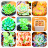 Hot Sale!10pcs/Lot 99 Kinds to choose Lithops Seeds Succulents Seeds Pseudotruncatella Office Bonsai Flower Seeds,#Y7UQSV