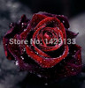 Flowers Seeds 200PCS True Blood Black Rose Rare Beautiful Rose Seed Exotic Plant Home Garden Bonsai Easy Planting Free Shipping