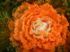 Flowering Ornamental Cabbage seeds , Plant flowering kale in bonsai or pot , Garden decoration flower seeds 100 pcs/bag