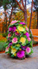 Flowering Ornamental Cabbage seeds , Plant flowering kale in bonsai or pot , Garden decoration flower seeds 100 pcs/bag