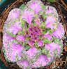 Flowering Ornamental Cabbage seeds , Plant flowering kale in bonsai or pot , Garden decoration flower seeds 100 pcs/bag