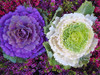 Flowering Ornamental Cabbage seeds , Plant flowering kale in bonsai or pot , Garden decoration flower seeds 100 pcs/bag
