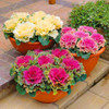 Flowering Ornamental Cabbage seeds , Plant flowering kale in bonsai or pot , Garden decoration flower seeds 100 pcs/bag