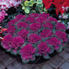 Flowering Ornamental Cabbage seeds , Plant flowering kale in bonsai or pot , Garden decoration flower seeds 100 pcs/bag