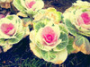 Flowering Ornamental Cabbage seeds , Plant flowering kale in bonsai or pot , Garden decoration flower seeds 100 pcs/bag