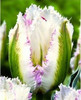 tulip petals tulip seeds potted indoor and outdoor potted plants purify the air 2 seeds