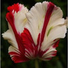 tulip petals tulip seeds potted indoor and outdoor potted plants purify the air 2 seeds