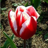 tulip petals tulip seeds potted indoor and outdoor potted plants purify the air 2 seeds