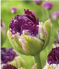 tulip petals tulip seeds potted indoor and outdoor potted plants purify the air 2 seeds