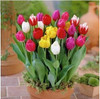 tulip petals tulip seeds potted indoor and outdoor potted plants purify the air 2 seeds