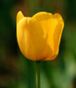 tulip petals tulip seeds potted indoor and outdoor potted plants purify the air 2 seeds