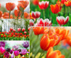 tulip petals tulip seeds potted indoor and outdoor potted plants purify the air 2 seeds
