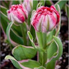 tulip petals tulip seeds potted indoor and outdoor potted plants purify the air 2 seeds