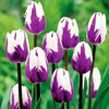 Tulip Seeds,tulipa Gesneriana,potted Plants, Planting Seasons, Flowering Plants,100 Pcs / Pack