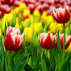 Tulip Seeds,tulipa Gesneriana,potted Plants, Planting Seasons, Flowering Plants,100 Pcs / Pack