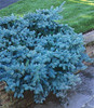 True Colorado Blue Spruce Tree Seeds Picea pungens Bonsai tree seeds Rare outdoor plant seeds christmas tree10seeds/bag