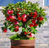 Trial product Bonsai Apple Tree Seeds 30 Pcs apple seeds (used wet sand sprouting )fruit bonsai garden in flower pots planters