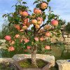 Trial product Bonsai Apple Tree Seeds 30 Pcs apple seeds (used wet sand sprouting )fruit bonsai garden in flower pots planters