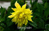 Flower seeds Type ordinally yukako dahlia bulbs seeds bonsai flowers - 100 pcs seeds 24 color mixed,Free shipping!,#84TJ8Q