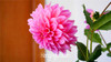 Flower seeds Type ordinally yukako dahlia bulbs seeds bonsai flowers - 100 pcs seeds 24 color mixed,Free shipping!,#84TJ8Q