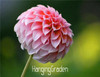 Flower seeds Type ordinally yukako dahlia bulbs seeds bonsai flowers - 100 pcs seeds 24 color mixed,Free shipping!,#84TJ8Q