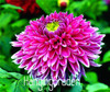Flower seeds Type ordinally yukako dahlia bulbs seeds bonsai flowers - 100 pcs seeds 24 color mixed,Free shipping!,#84TJ8Q