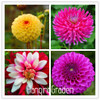 Flower seeds Type ordinally yukako dahlia bulbs seeds bonsai flowers - 100 pcs seeds 24 color mixed,Free shipping!,#84TJ8Q
