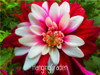 Flower seeds Type ordinally yukako dahlia bulbs seeds bonsai flowers - 100 pcs seeds 24 color mixed,Free shipping!,#84TJ8Q