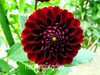 Flower seeds Type ordinally yukako dahlia bulbs seeds bonsai flowers - 100 pcs seeds 24 color mixed,Free shipping!,#84TJ8Q