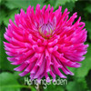 Flower seeds Type ordinally yukako dahlia bulbs seeds bonsai flowers - 100 pcs seeds 24 color mixed,Free shipping!,#84TJ8Q