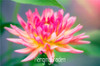 Flower seeds Type ordinally yukako dahlia bulbs seeds bonsai flowers - 100 pcs seeds 24 color mixed,Free shipping!,#84TJ8Q