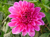 Flower seeds Type ordinally yukako dahlia bulbs seeds bonsai flowers - 100 pcs seeds 24 color mixed,Free shipping!,#84TJ8Q