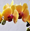 Flower seeds for home garden Phalaenopsis orchid seeds buy-direct-from-china orquidea semente 30 PCS orchid-seed